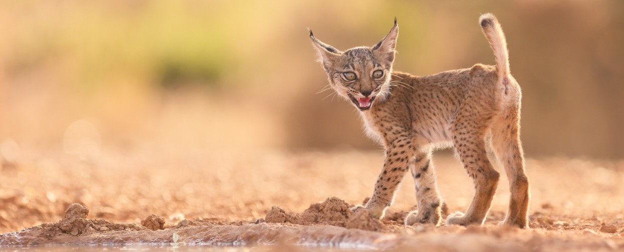 LE MOIS DE LA  PHOTO ANIMALIÈRE