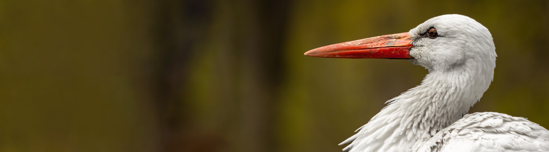 BIRD EVENT | OM-System